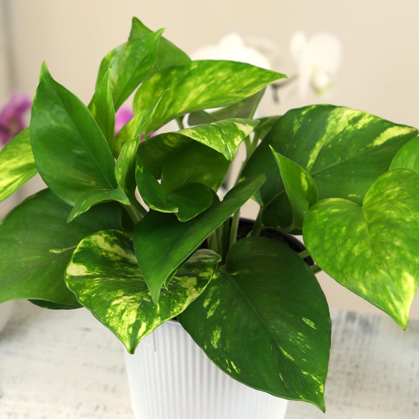 Altman Plants Golden Pothos Live Plant Decor, Real Pothos Plant with 4 Inch White Plastic Plant Pot, Desk Plant & Office Plant, Plant Gift, Easy to Grow House Plant in Indoor Plant Potting Soil Mix