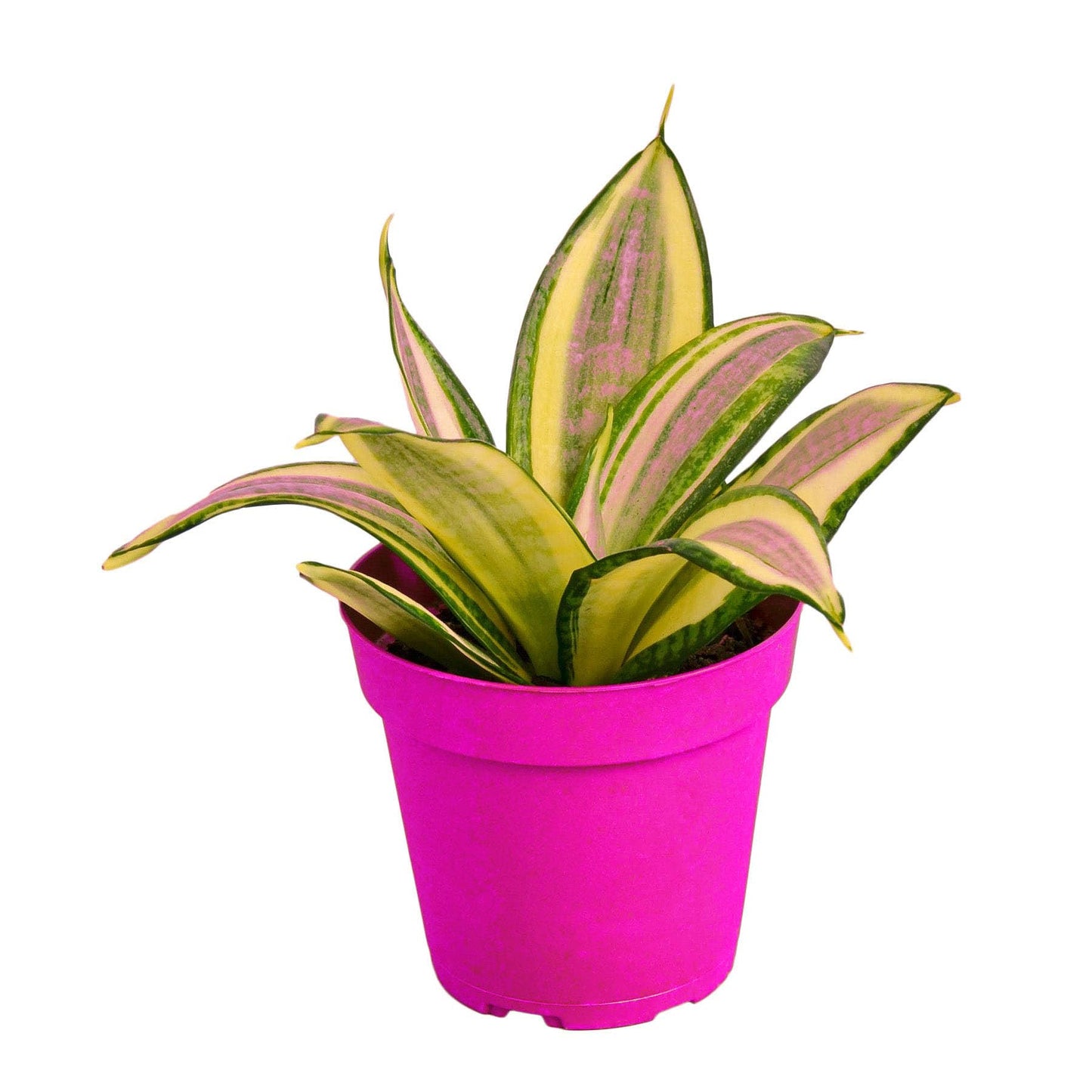 Snake Plant Gold Hahnii - in 4in Pot - Live Plants Tropical Houseplants | Variegated | USA Growers | The Snobby Leaf