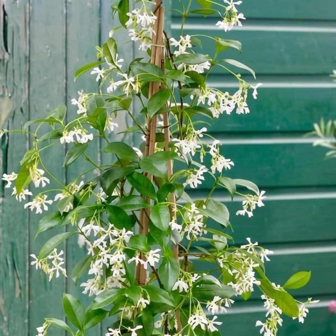 Star Jasmine Plant Live, Fragrant Jasmine Vine, 10 Inches Tall in 3 Inch Pot, Ready for Indoor or Outdoor Growing