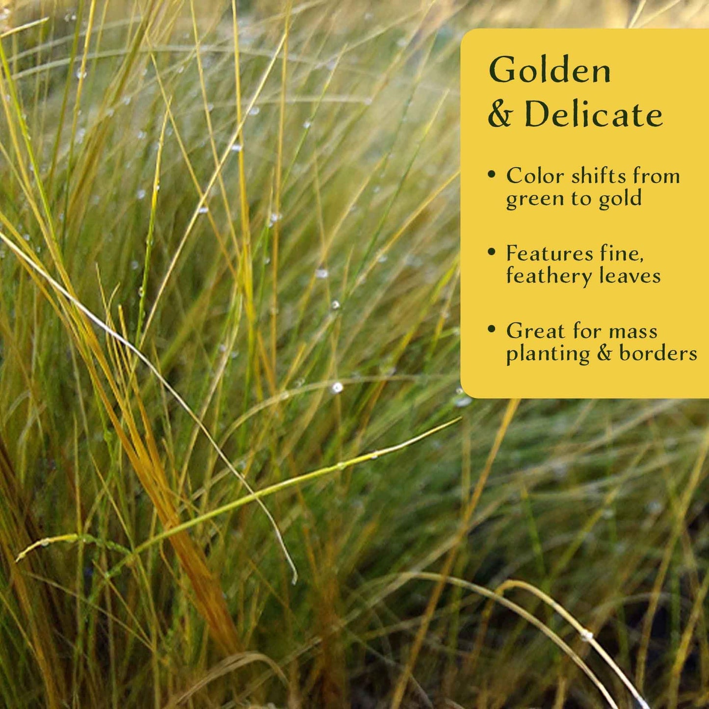 3 Mexican Feather Grass – Fine Textured Ornamental Grass with Silky Plumes for Borders & Mass Plantings (Nassella tenuissima) in 2.5” Cubes, Live Plants