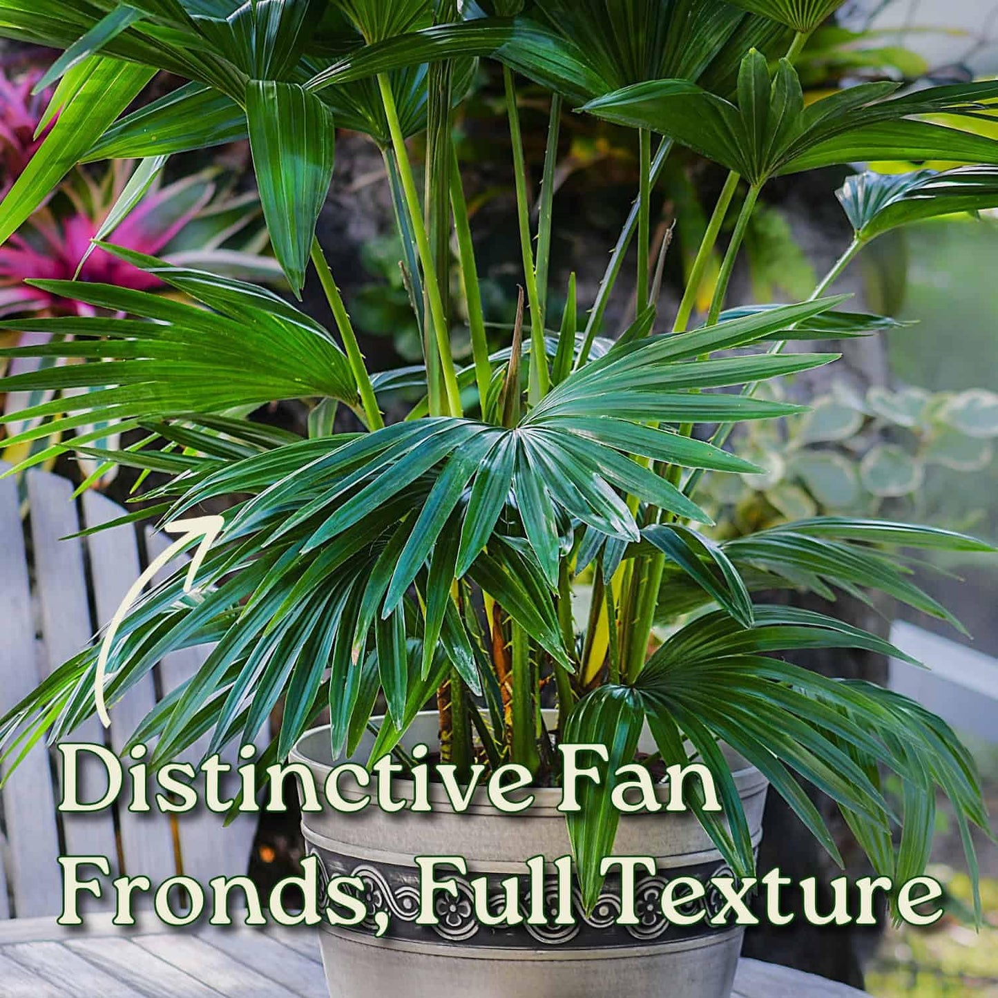 Fountain Palm Tree - Fan Palm - Overall Height 30" to 32" - Large Plant - Houseplant - Tropical Plants of Florida (Plant Only)
