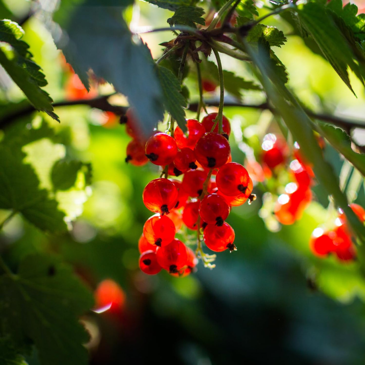 Red Currant Bush Live Plant Well Rooted, 1 Year Bare Root, Red Currant Berry Plant Live, Currant Tree