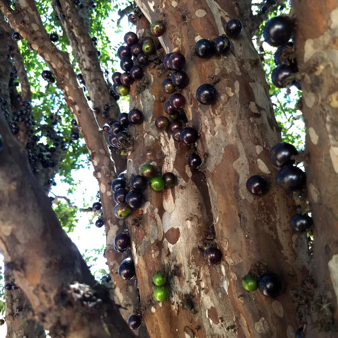 Live Jaboticaba Tree Plant, Black Jaboticaba Fruit Tree, Sweet Fruit Tree,1 Feet Tall for Outdoor Garden