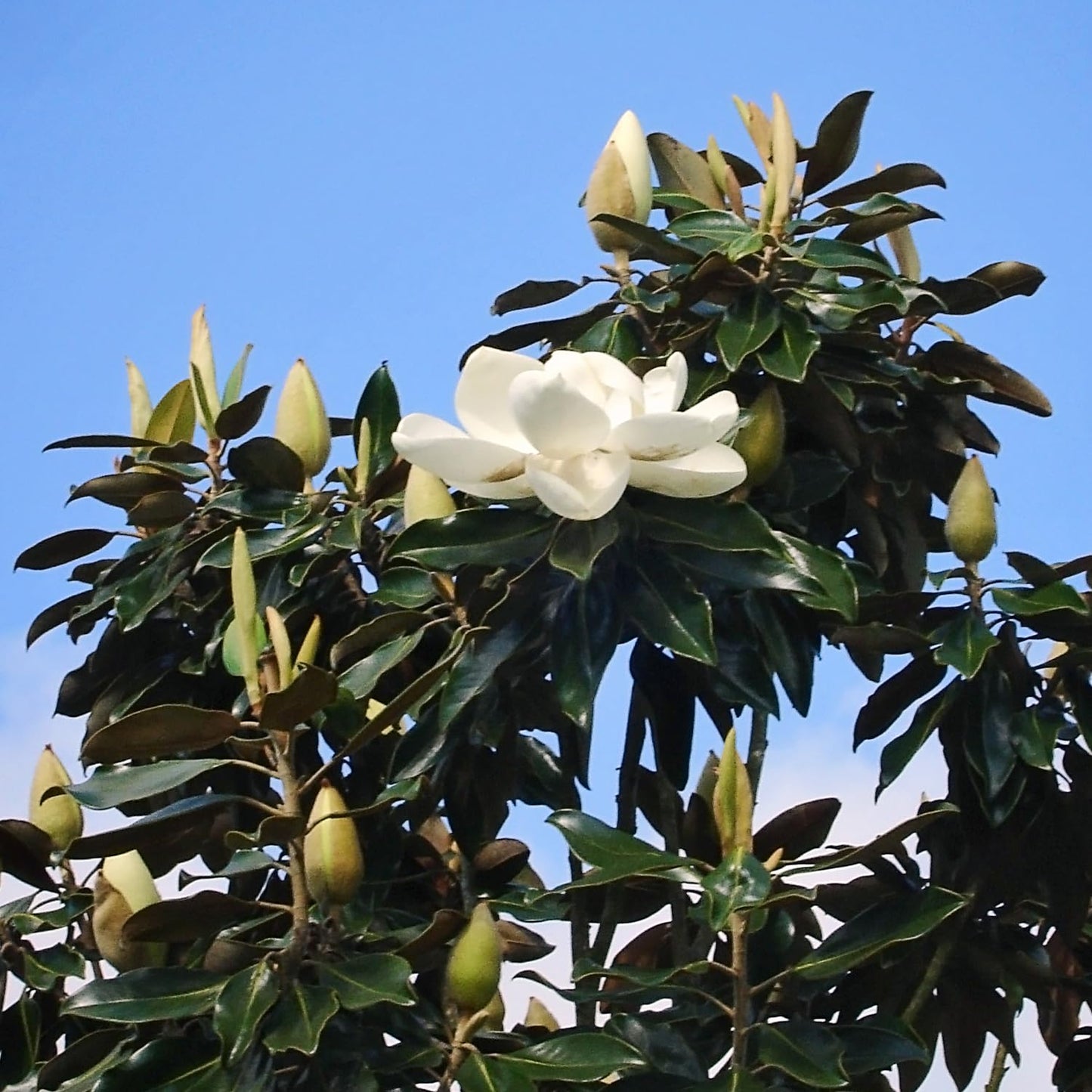 Generic Little Gem Magnolia, Compact Flowering, Hardy, Slow-Growing, Evergreen, 7 gal, Nursery Pot, 3 ft