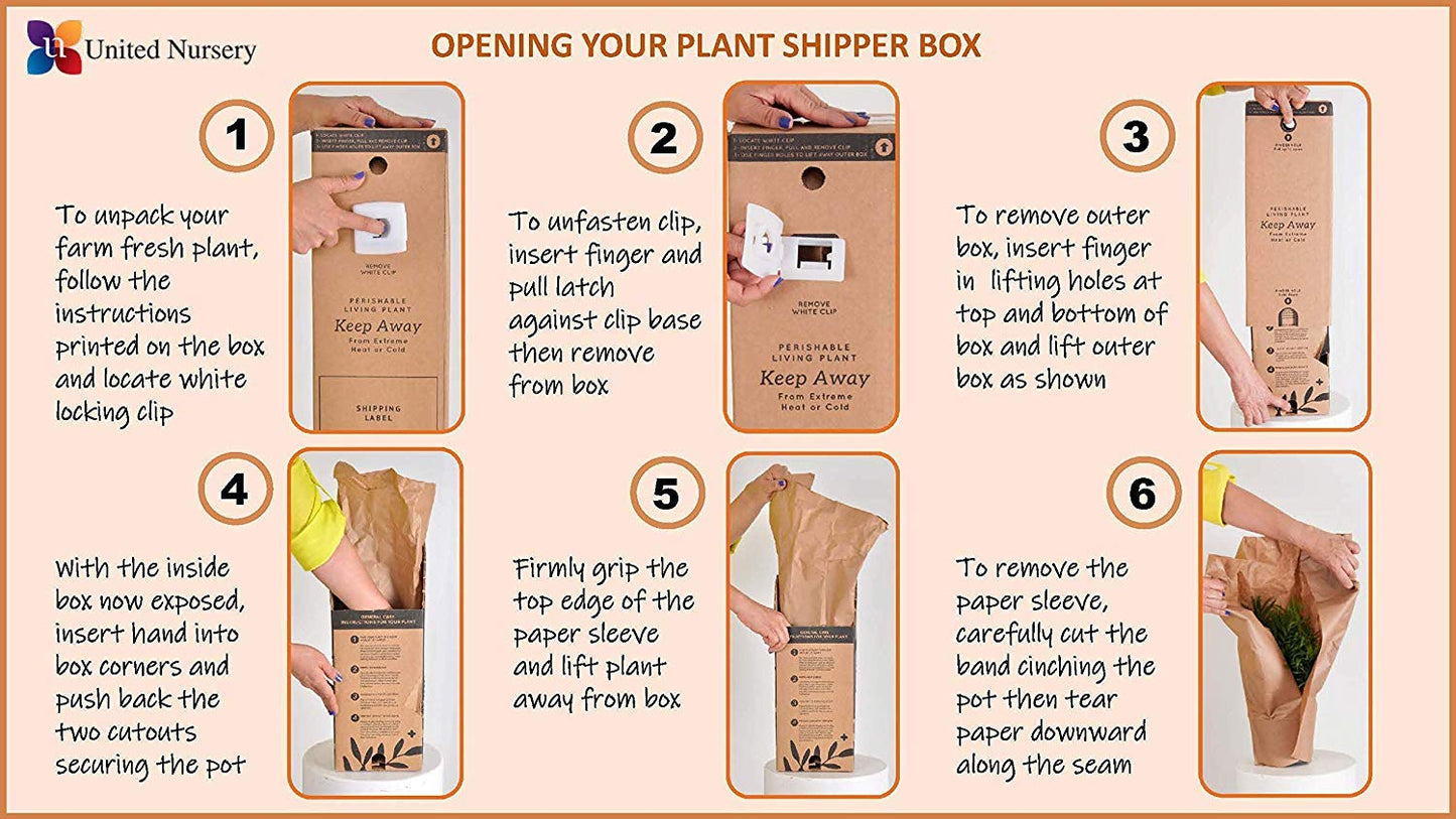United Nursery ZZ Plant Live 10–14 inches Tall in 6 inch Plant Pot, Easy Care Low Light Indoor House Plant for Home and Office Decor