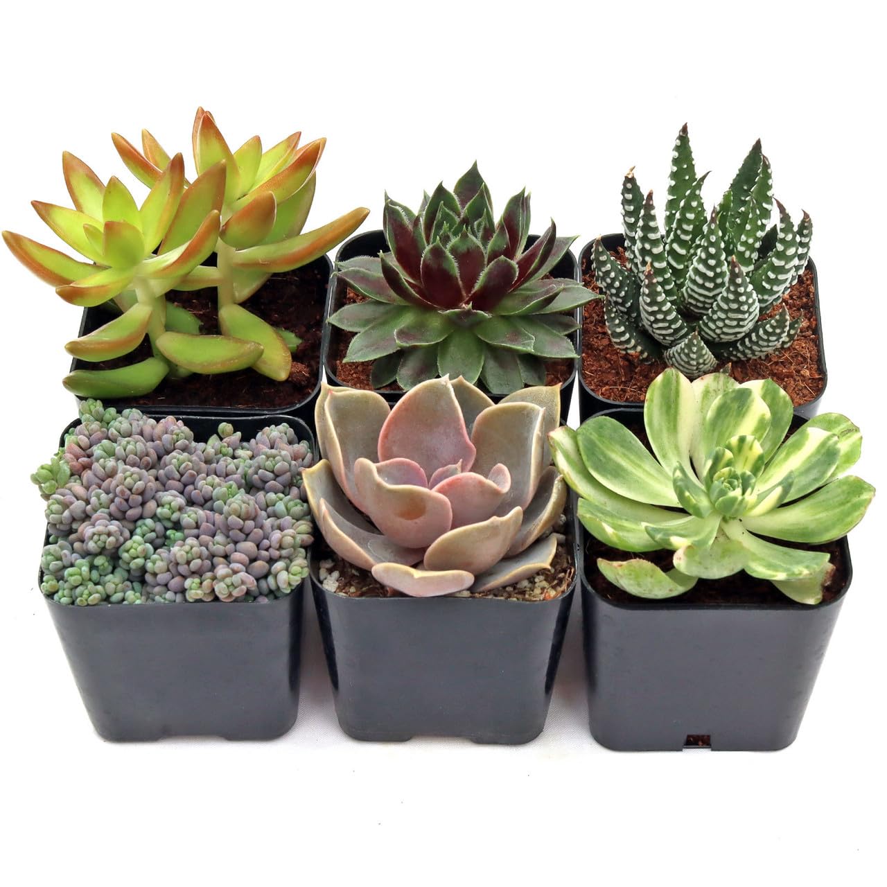 Mountain Crest Gardens Ultimate Succulent Variety Pack - 6 Unique Live Plants, Rooted in 2 inch Pots - Indoor/Outdoor Real Succulents for Garden Decor, Favors, DIY Arrangements