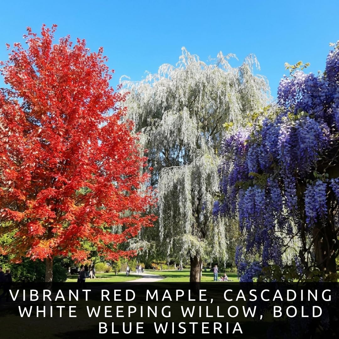 Red, White and Blue Ornamental Tree Collection – Red Maple, White Weeping Willow & Blue Wisteria – Live Outdoor Plants for Landscaping, Garden Focal Points & Seasonal Color