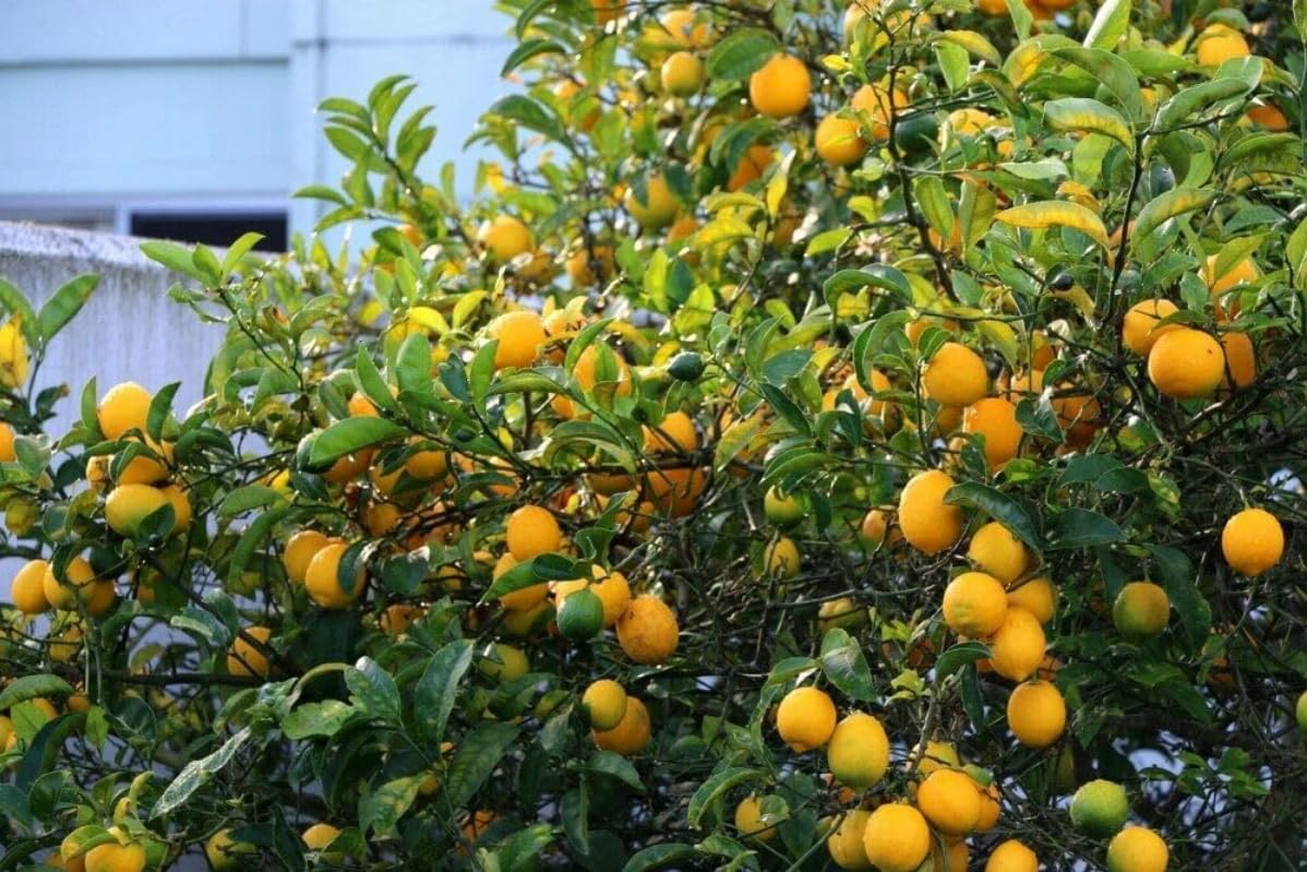 Meyer Lemon Tree - 2-5 Inch Tall Live Plant - Potted Indoor/Outdoor Fruit Seedling - Citrus x meyeri