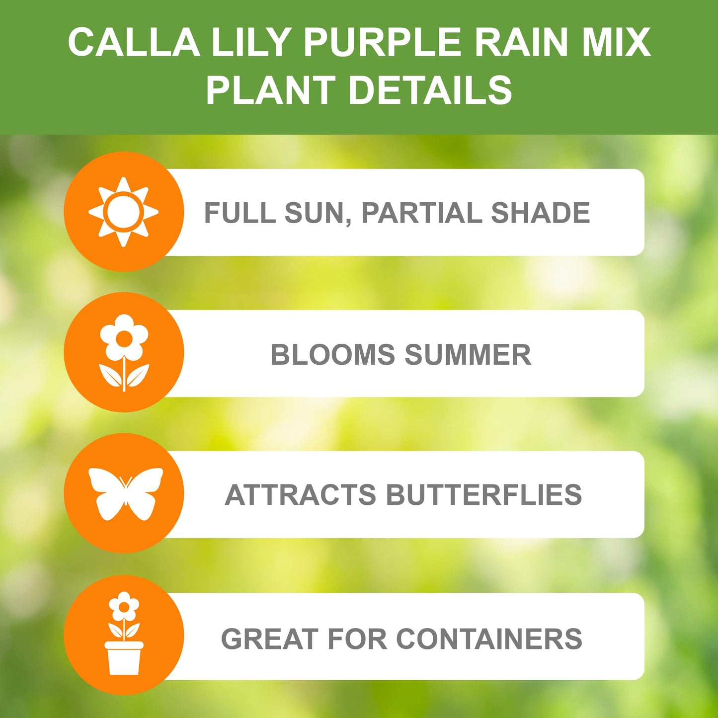 Garden State Bulb Purple Rain Multi-Color Mixed Calla Lily Flower Bulbs, 14/+cm, Spring Planting (Bag of 5)