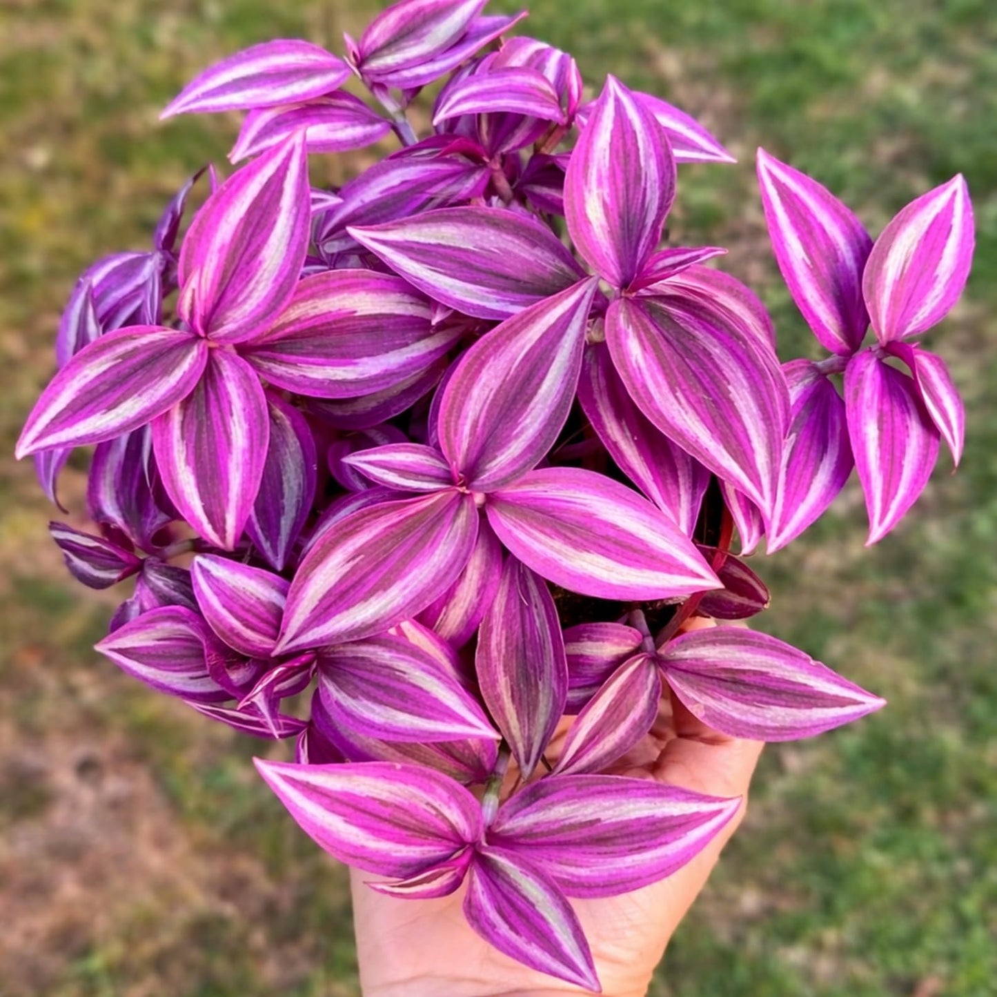 Pink Pony Club Wandering Jew Cuttings for Growing (2 Pack) – Vibrant Pink & Purple Variegated Houseplant – Easy to Grow Indoor Trailing Plant, Tradescantia (2Cuttings)