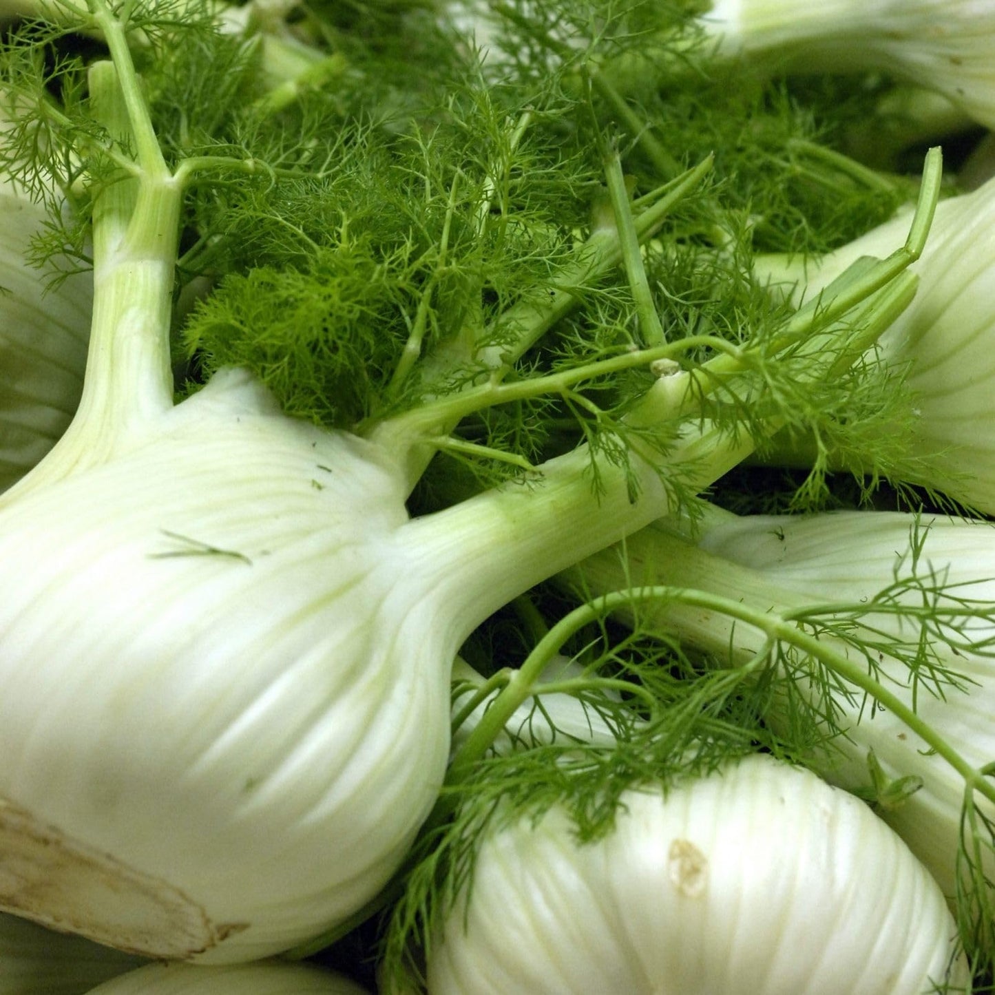 Clovers Garden Two (2) Large Live Orion Fennel Plants, Big, Healthy, Ready to Grow, Premium Plants, 4" to 8" Tall, in 4" Pots, Non GMO, No Neonicotinoids, Edible Garden, Culinary Favorite