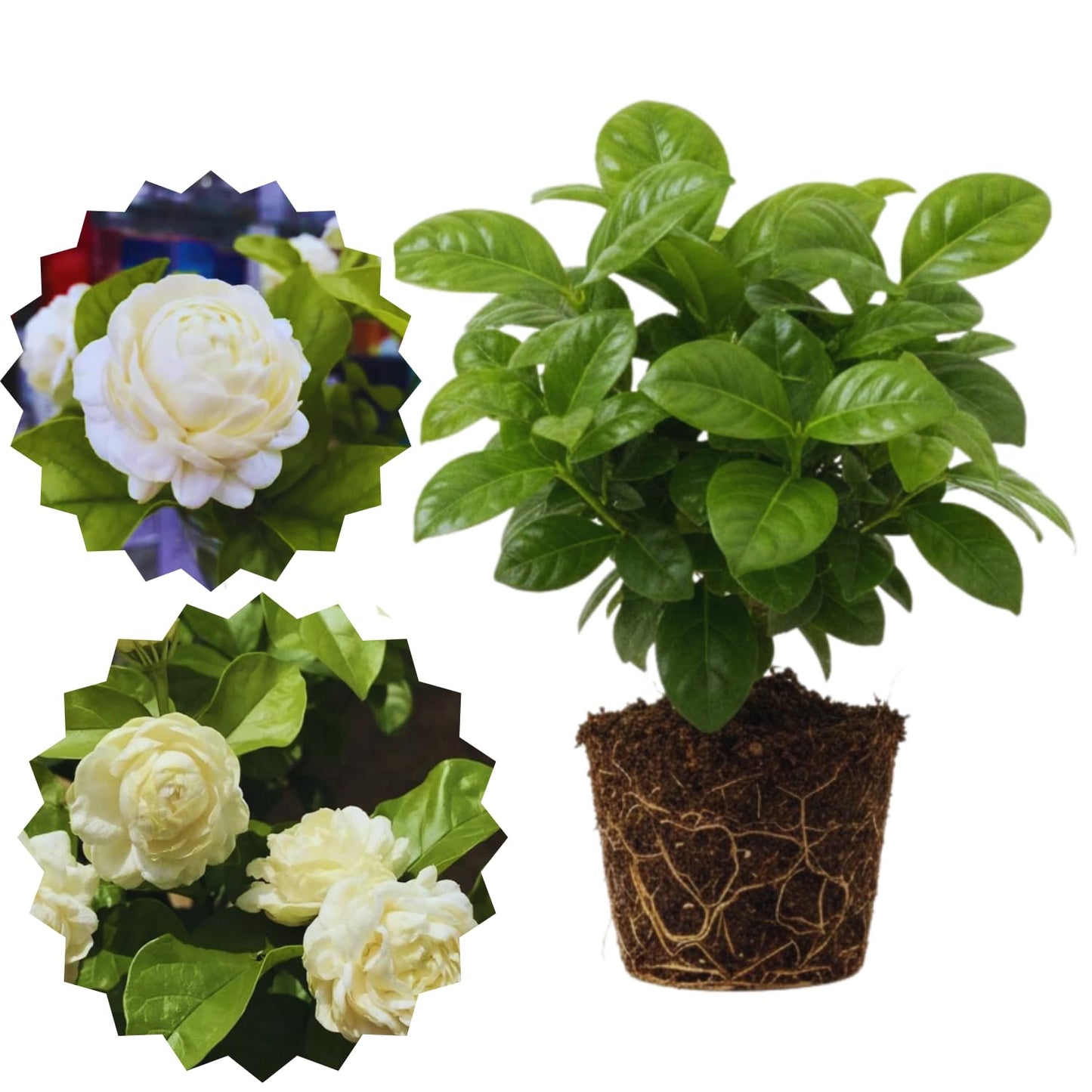 Set 2 of Jasmine Plant Live, Duke of Tuscany Jasmine Flower Plant from 5 to 7 Inc Tall