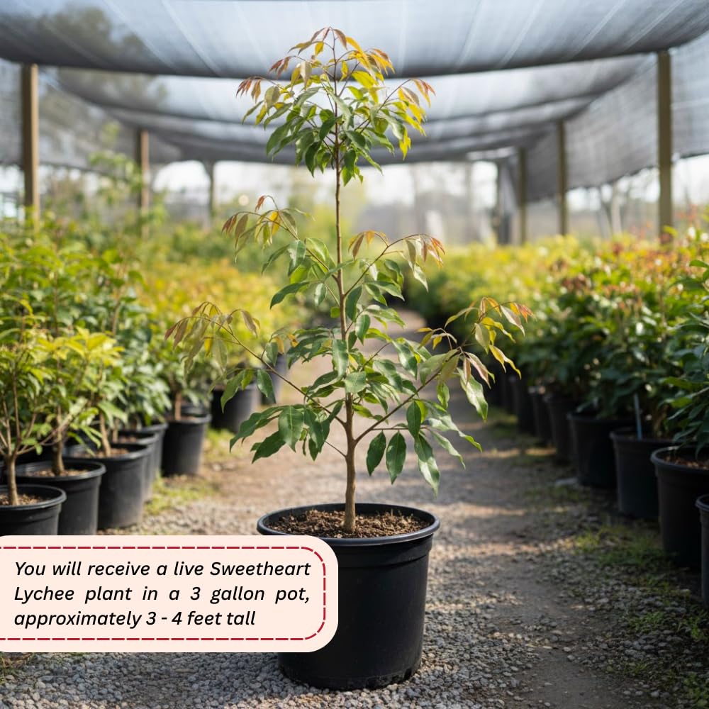 Sweetheart Lychee Fruit Tree, Lychee Tree Live Plant, Perennial Tropical Fruit Trees for Oudoor Garden, 3 to 4 Feet Tall, 3 Gallon Pot, No Ship to CA