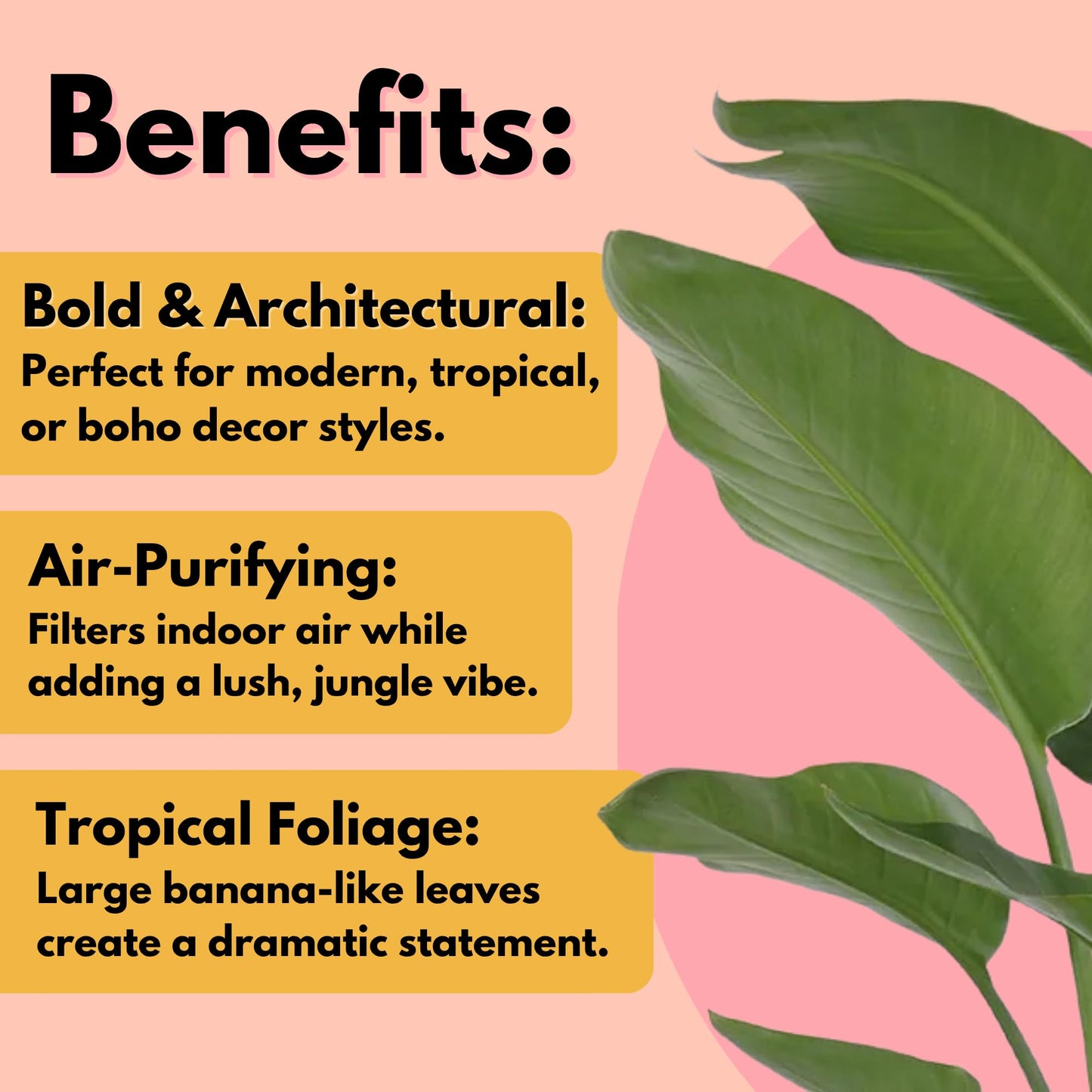 United Nursery White Bird of Paradise Bundle 2-Pack Large 32-36 inches Tall Live Indoor Tropical Plants 10-Inch Plant Pot, Strelitzia Nicolai Air Purifying Floor Plants for Office and Home Decor