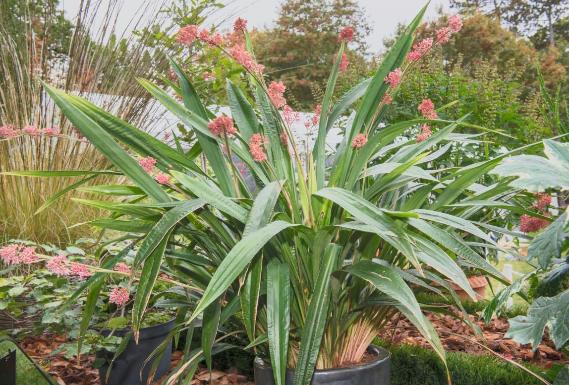 Carex scaposa Live Plant – Chinese Pink Fairy Sedge – Evergreen Ornamental Grass – Pink Plume Flowers – Shade Loving – 3.5” Pot – Zones 7a–9b