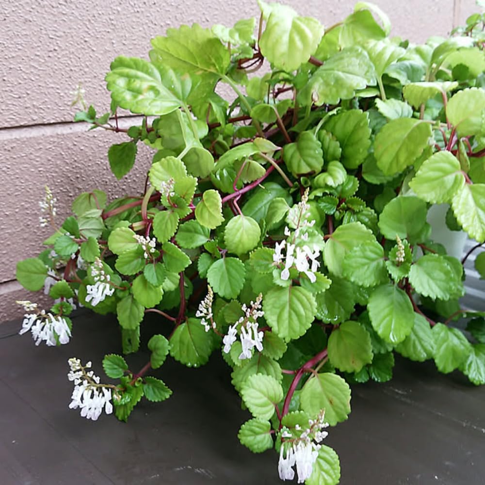 2 Green Swedish Ivy Plants Live, Plectranthus Swedish Ivy Plant Live, 3 Inc to 6 Inc Tall Seedling, House Plant Live