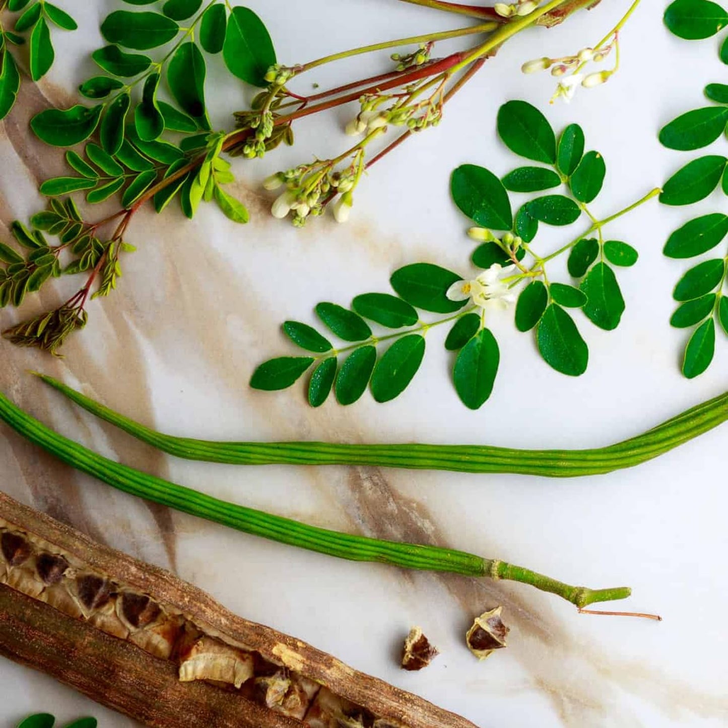 Moringa Plant Live in 4 Inch Pot, Moringa Oleifera Drumstick Tree, Hardy Perennial Herb Plant