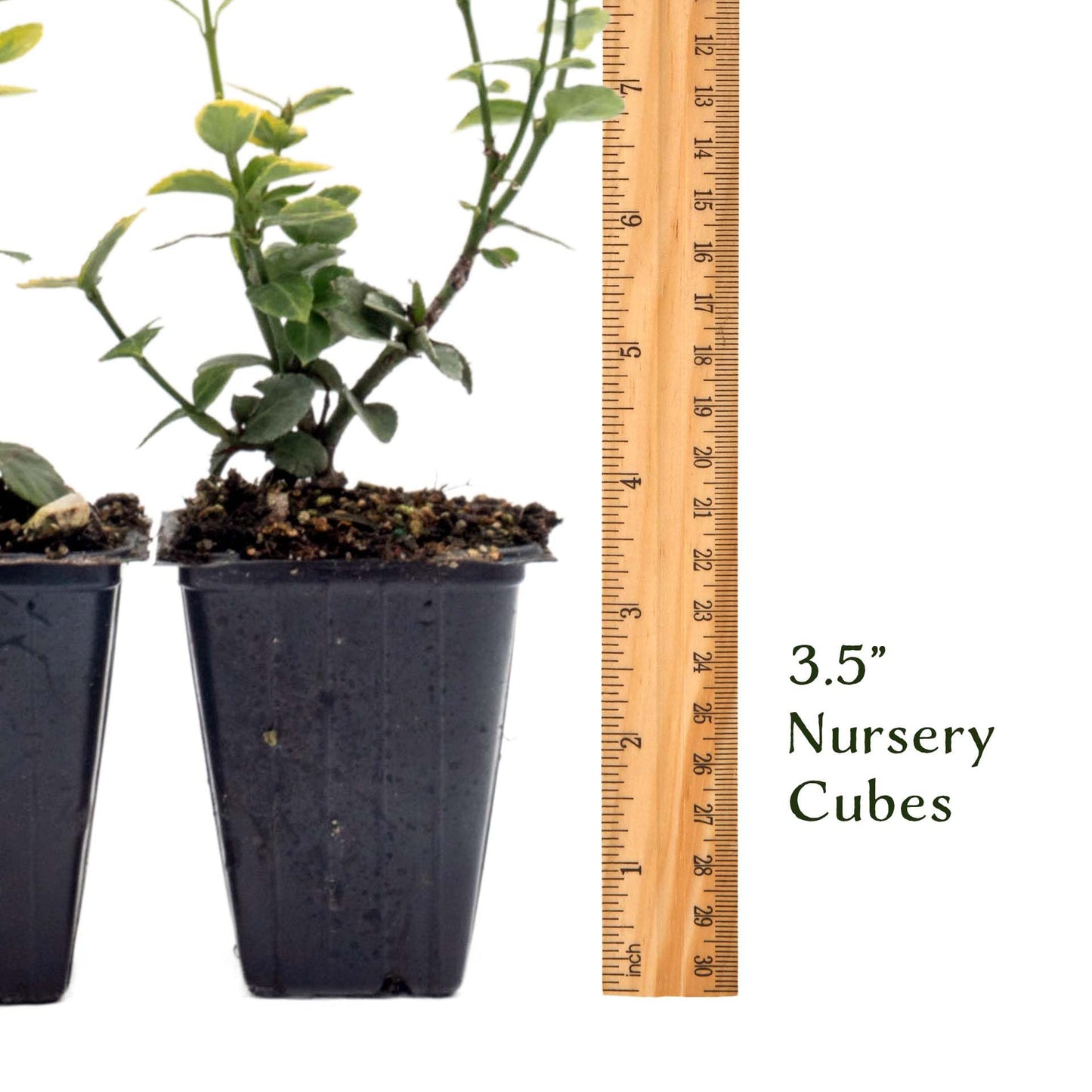 6 Green ‘n’ Gold Euonymus – Variegated Evergreen Shrub for Groundcover, Borders & Low Hedges (Euonymus fortunei ‘Emerald ‘n’ Gold’) in 3.5″ Cubes, Live Plants