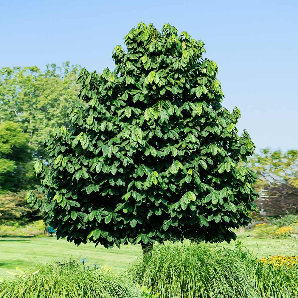 2 Pots Pawpaw Trees Live Plants, 6-12" Bare Roots Paw Paw Seedling Plants, 1 Year Old Well Rooted, Common Pawpaw Asimina Triloba