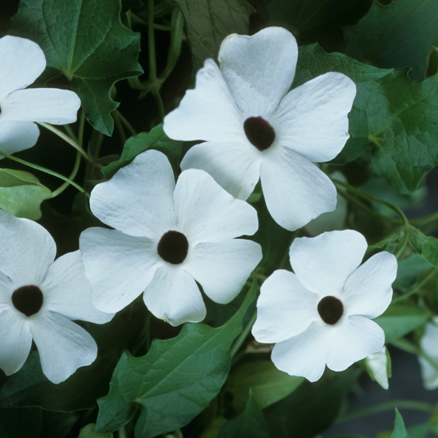 Park Seed White Black-Eyed Susan Vine Thunbergia – Elegant Black and White Blooms on a 5–8 Ft. Twining Vine, Long-Blooming Annual for Trellises, Mailboxes, and Containers – Pack of 25