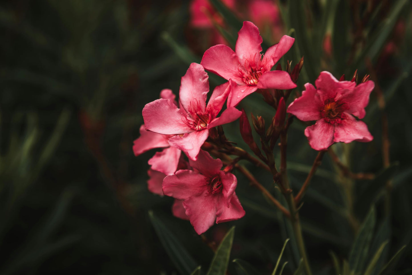Pink Oleander Plants Pack of 3 - Live Nerium Oleander Plants for Sale 6-8" Tall, Evergreen Flowering Shrub, Container & Ground Friendly, Drought Tolerant, Year-Round Blooms