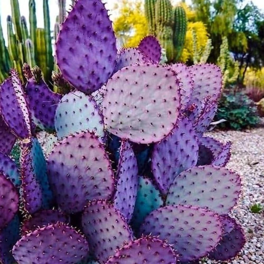 Purple Prickly Pear Cactus Live Plant, in 3.5" Pot, Hardy Purple Cactus for Outdoor or Indoor Growing