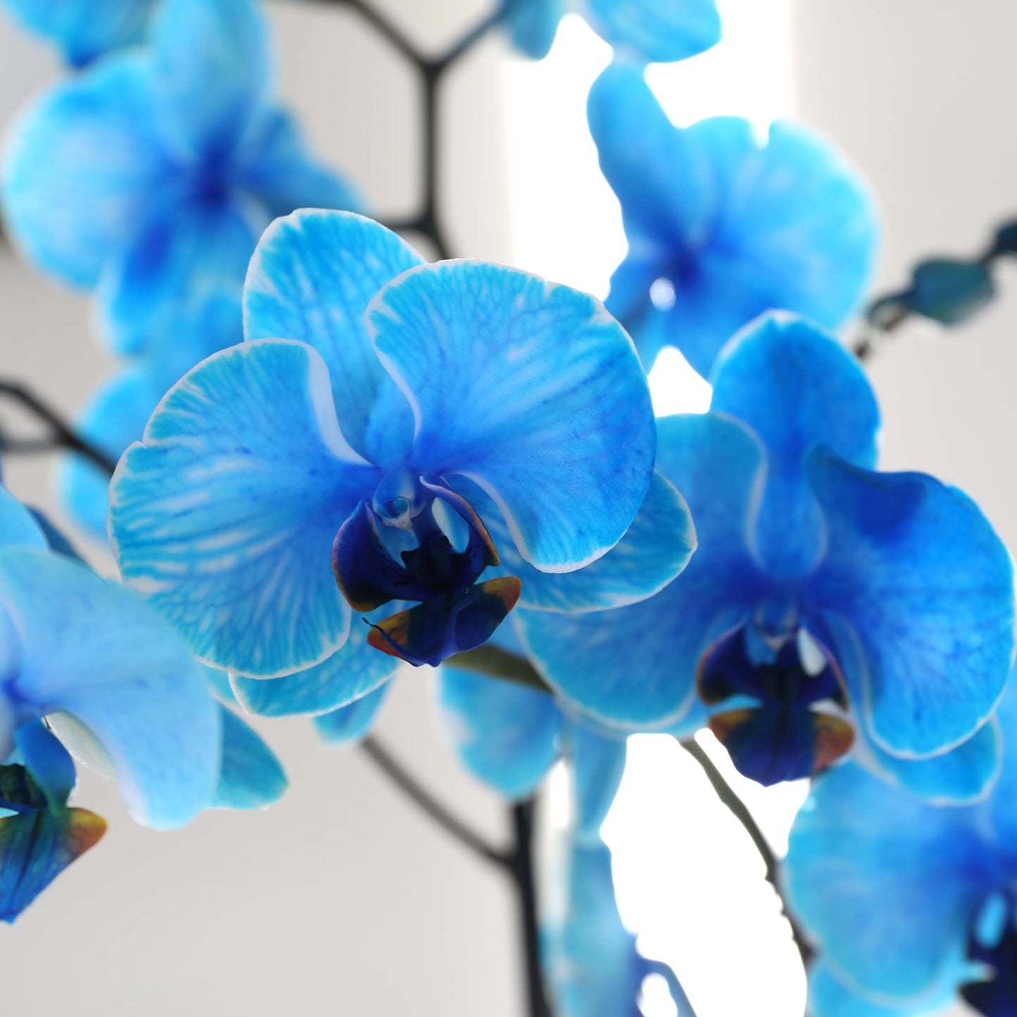 Green Circle Growers Blue Watercolor Orchid in a 5" White Pot, Live Indoor Plants, House Plant