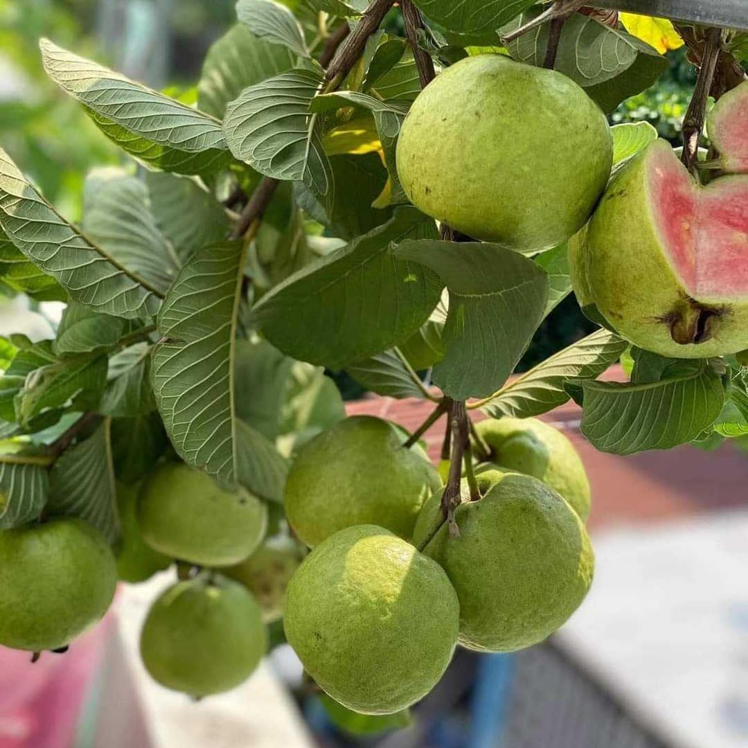 Pink Guava Tree Live Plant, 3 to 6 Inc Tall, Well Rooted, 6 Months Old Guava Tree, Fragrant Guava for Planting, Cold Hardy