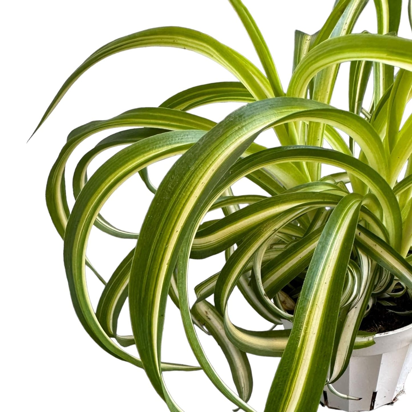 Bonnie Curly Spider Plant, Variegated Curly Leaves, Easy to Care and Grow Attractive Plant in 4 inch Pot - Hopewind Plants Shop