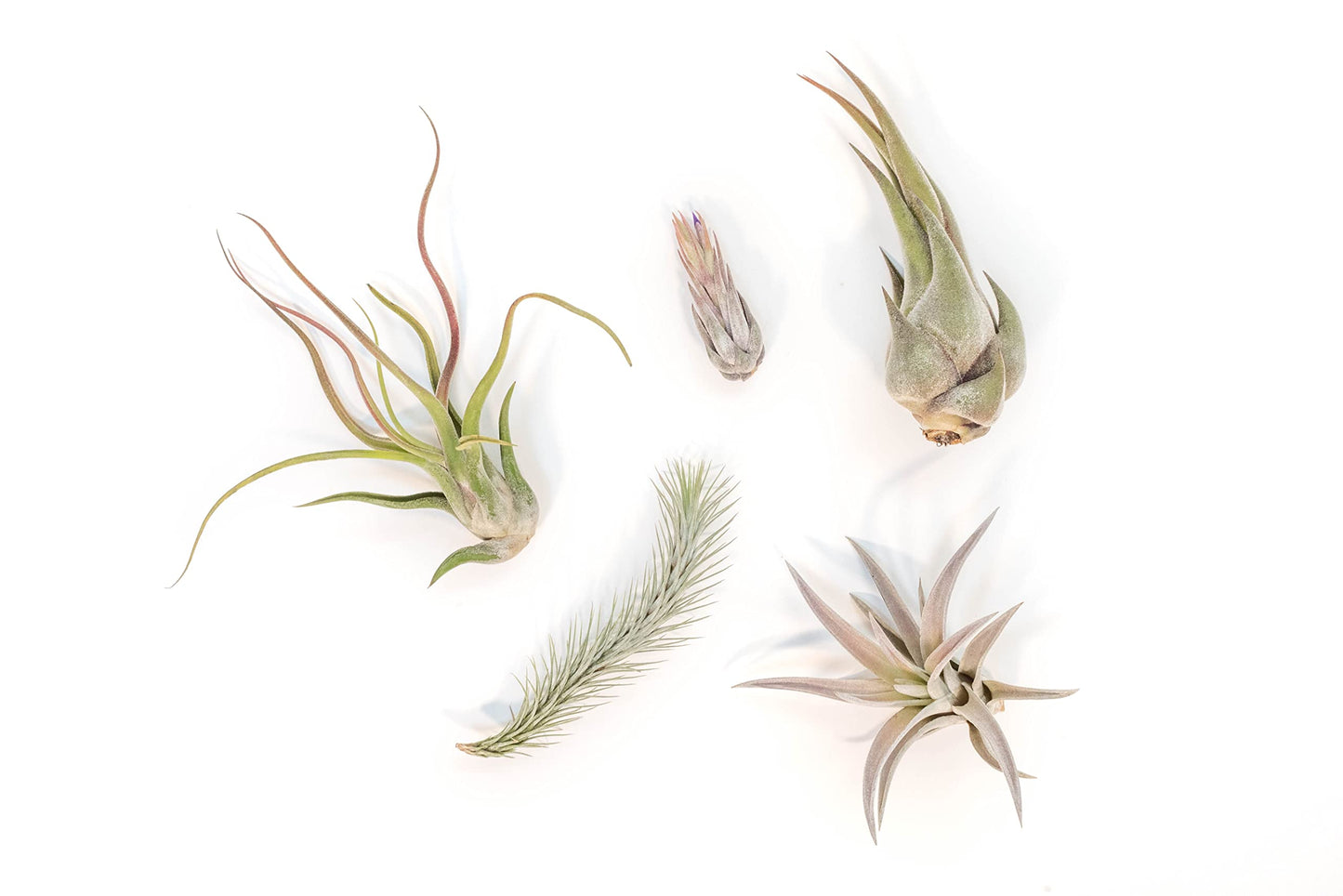 Air Plant Shop 10 Pack Mayan Collection of Tillandsia Air Plants - Wholesale and Bulk - Succulents - Live Tillandsia - Easy Care Indoor and Outdoor House Plants