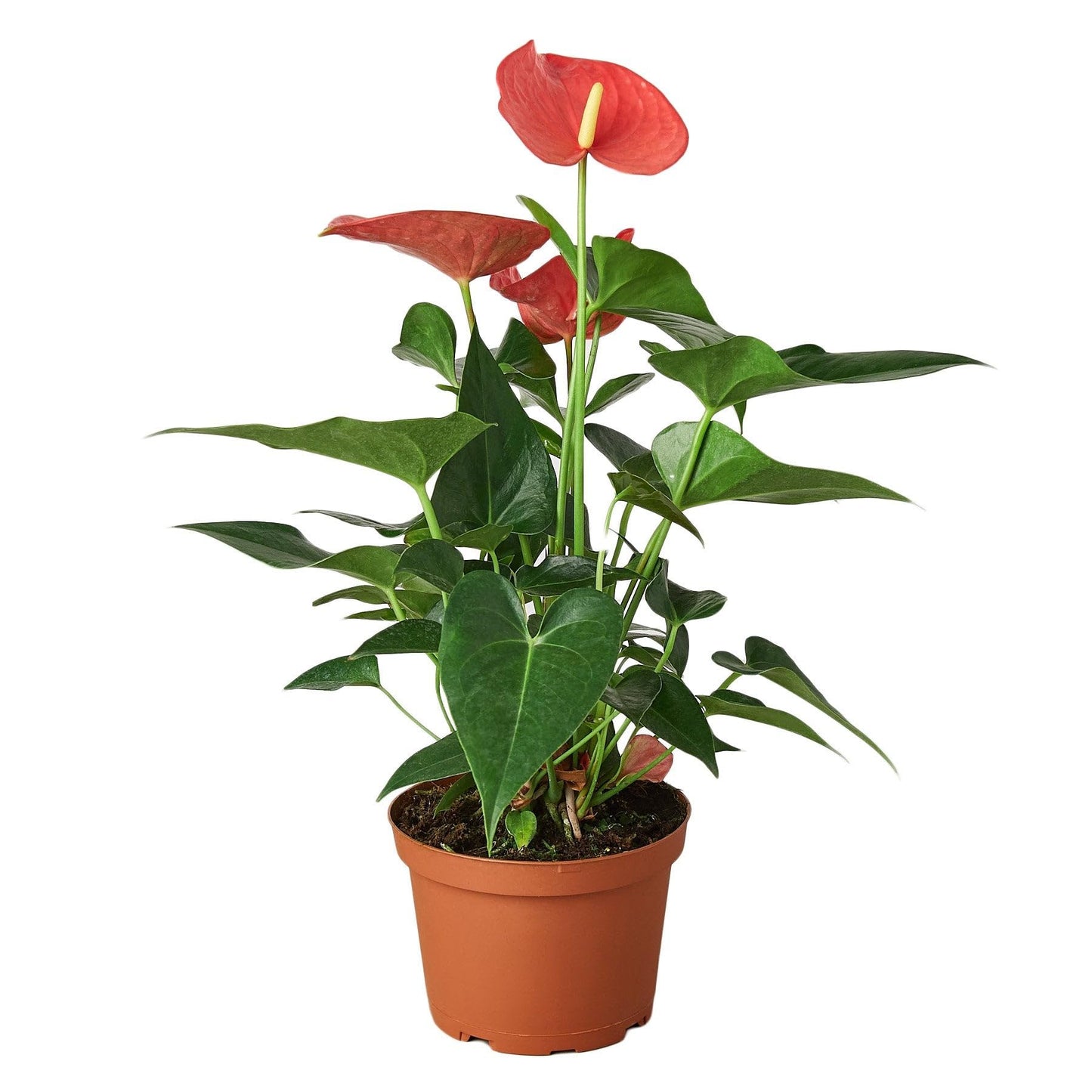 Anthurium Pink | Live Plant for Indoor & Outdoor | for Living Room, Office, Bathroom | (4" Pot)