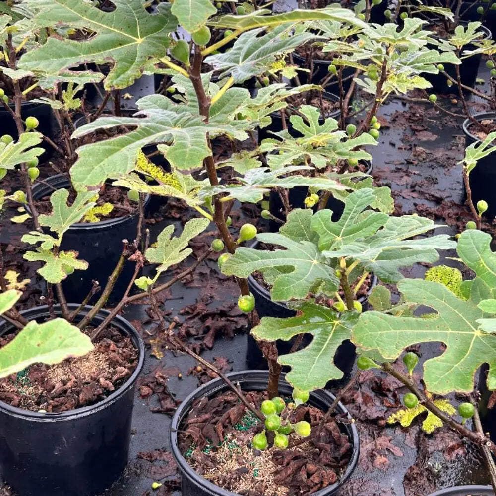 Fignominal Dwarf Fig, Ficus, 3 Gallon, Compact Fruit Tree, Full Sun