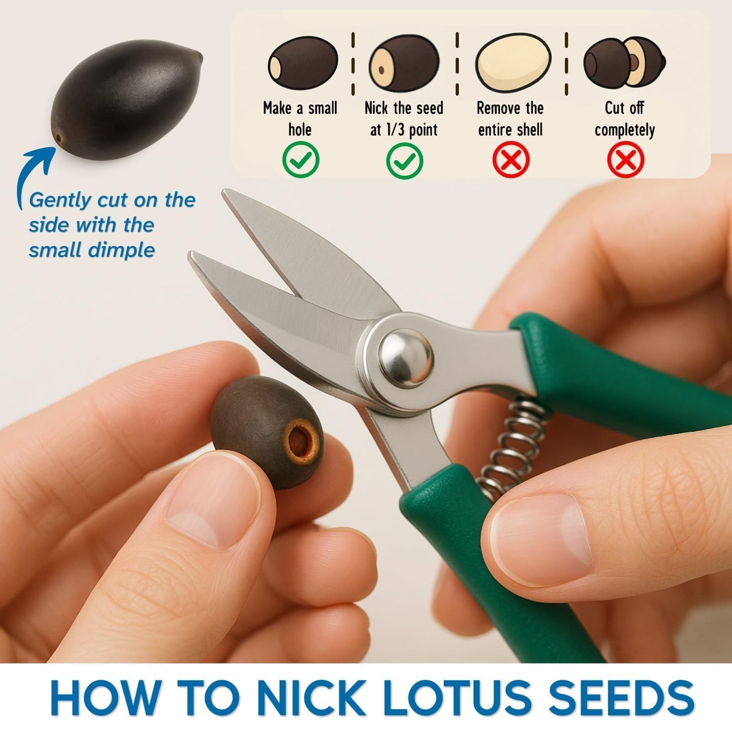 300pcs Lotus Seeds for Planting - 15 Unique Varieties Bonsai Bowl Lotus Seeds, Includes Detailed Planting Guide, Perfect for Ponds, Water Gardens & Gifts, High Germination, Easy to Grow