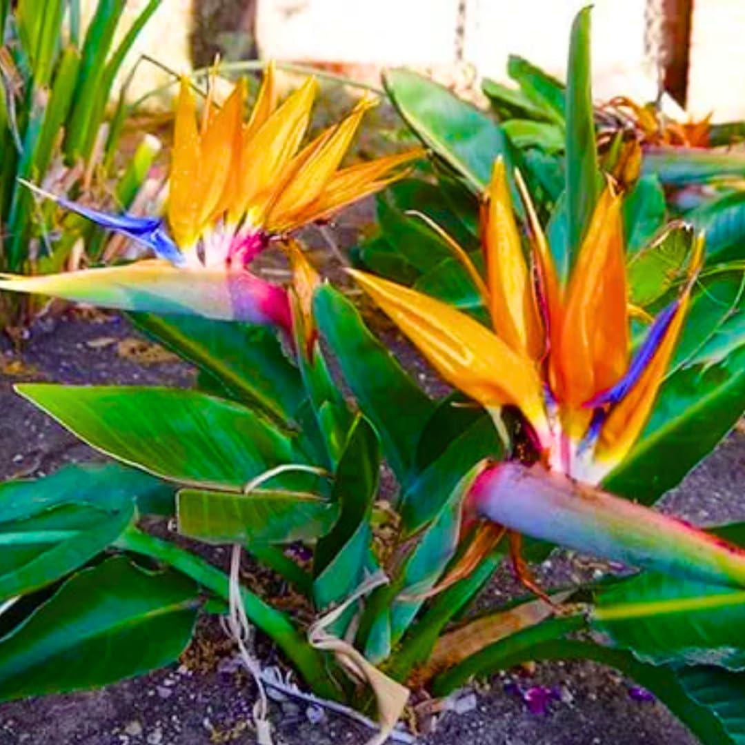 Orange Bird of Paradise Live Plants, Strelitzia Reginae Plants Tropical Perennial Blooming, 4-9 Inches Houseplant Decor Indoor Outdoor, No Pot