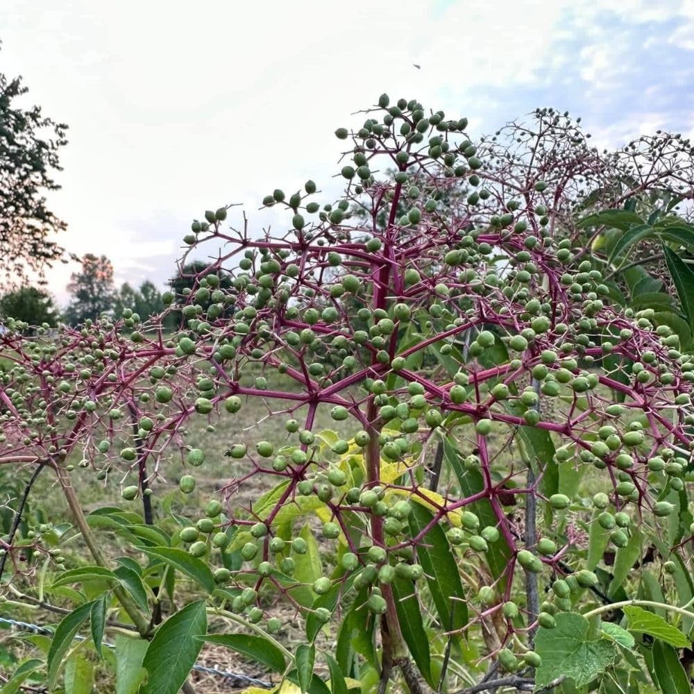Black Elderberry Plants Live, 2-3ft Tall, Black Elderberry Bush Shrub for Outdoor Planting, Perennial Berry Fruit Trees