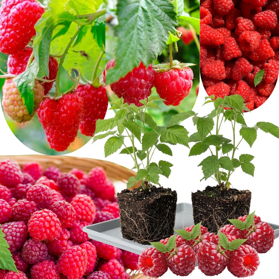 2 Raspberry Plants Live, Red Raspberry Bush for Planting, 4-7" in Tall, Spring Raspberries Cold Hardy