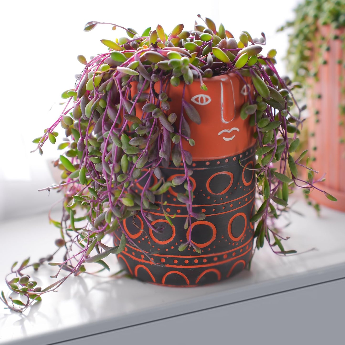 Sprout N Green 4" Ruby Necklace with White Stripe Pot, Live Othonna capensis L.H.Bailey Succulent, Purple Hanging Trailing House Plant for Home Office Wedding Decoration DIY Project Party Favor