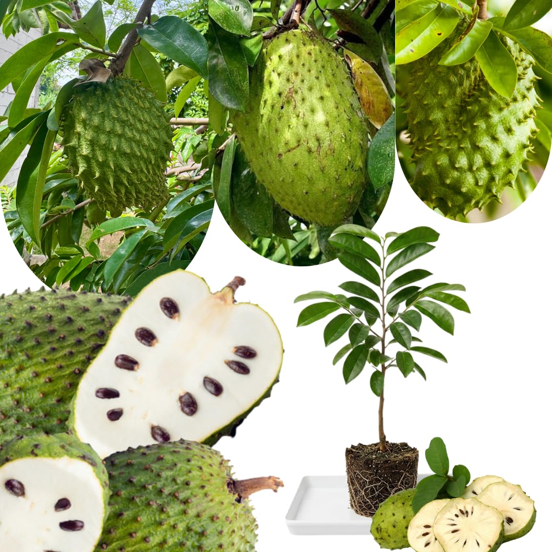 Live Soursop Tree Live Plant, Guanabana Plant 5-7 Inch, Tropical Fruit Tree No Pot, Very Well-Rooted