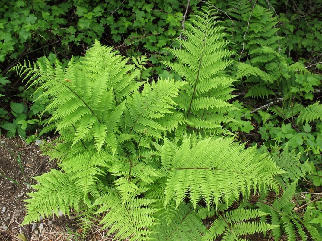 10 Lady Fern Bare Roots, 3 to 5 Inc Tall, Live Fern Plants Outdoors Ground Cover Plant Indoors
