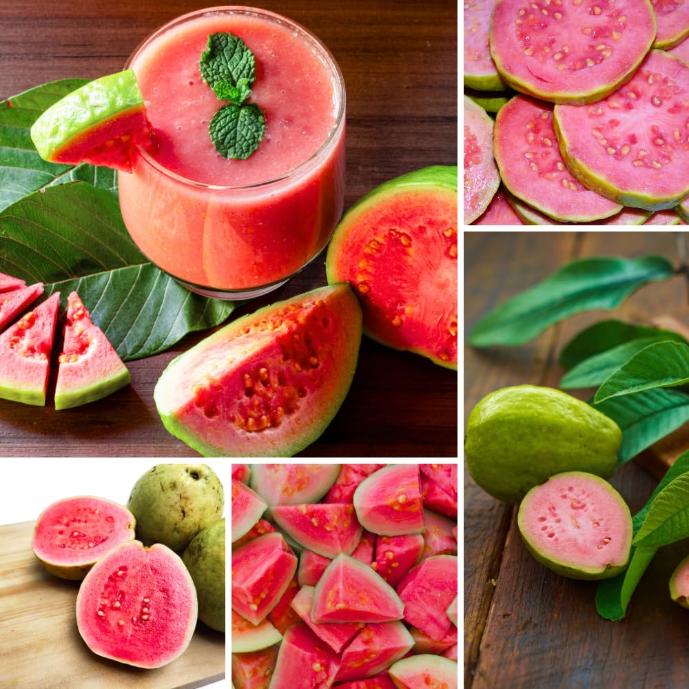 Red Guava Tree Live Plant, Edible Sweet Guava Fruit, 8 to 10 Inches Tall, Ideal for Backyard, Patio and Landscape