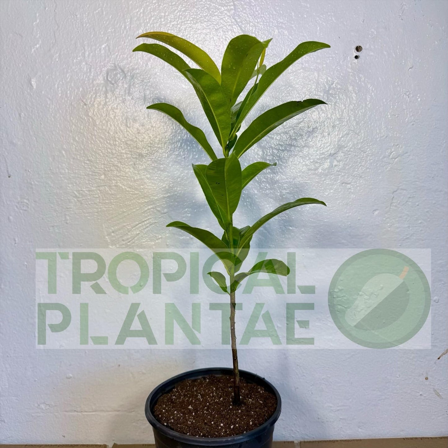 Chico Sapote Tree (Manilkara zapota) – Sapodilla Live Tropical Fruit Plant 1–2 ft Tall TropicalPlantae
