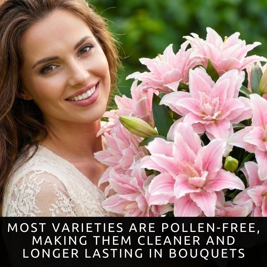Pink Roselily Double Oriental Lily Bulbs – Fragrant, Pollen-Free, Fully Double Blooms – Premium Perennial Flower for Garden Beds & Cut Arrangements (3 Bulbs)
