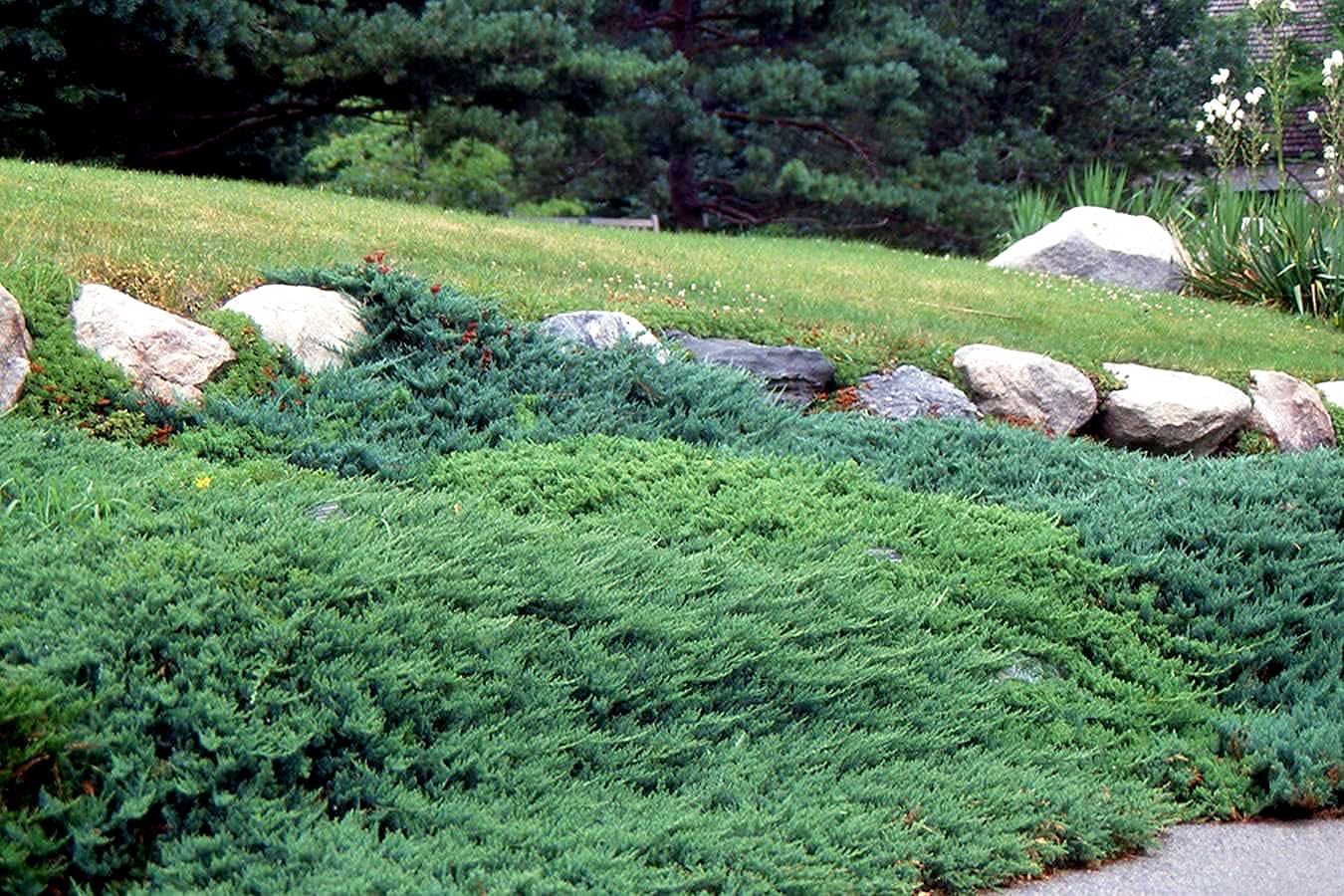 Juniper Andorra Compacta | 1 Live 4 Inch Pot | Juniperus horizontalis ‘Andorra Compacta’ | Low-Growing Evergreen Ground Cover | Drought-Tolerant Landscaping Plants