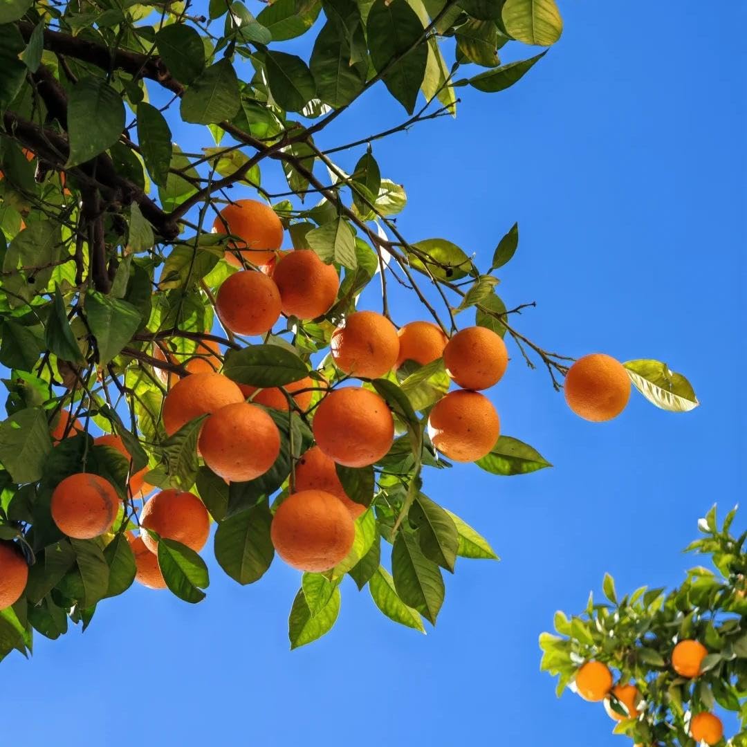 160PCS Mixed Dwarf Bonsai Fruit Tree Seeds for Planting – 5 Variety Pack: 40 Lemon, 40 Orange, 40 Apple, 20 Cherry, 20 Blueberry – Heirloom Non-GMO Fruit Seeds for Indoor & Outdoor Garden