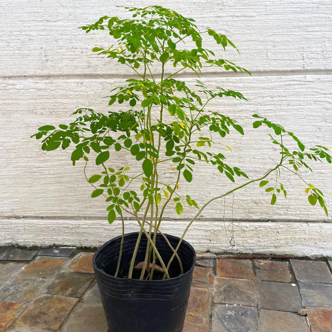 Dwarf Moringa Tree Live Plant in Half Gallon Pot, Well-Rooted Drumstick Malunggay Plant Live, Oleifera Moringa Horseradish Planting Outside