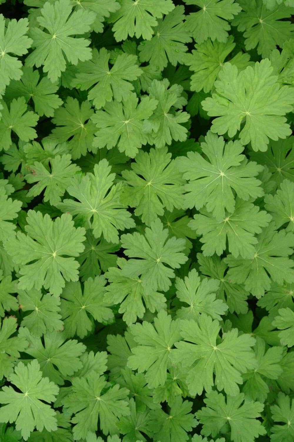 Perennial Farm Marketplace Geranium macrorrhizum 'Bevan's Variety' (Bigroot Geranium) Live Perennial, Size-Quart, Ground Cover, Spring Blooming Magenta Flowers, Zones 4-8