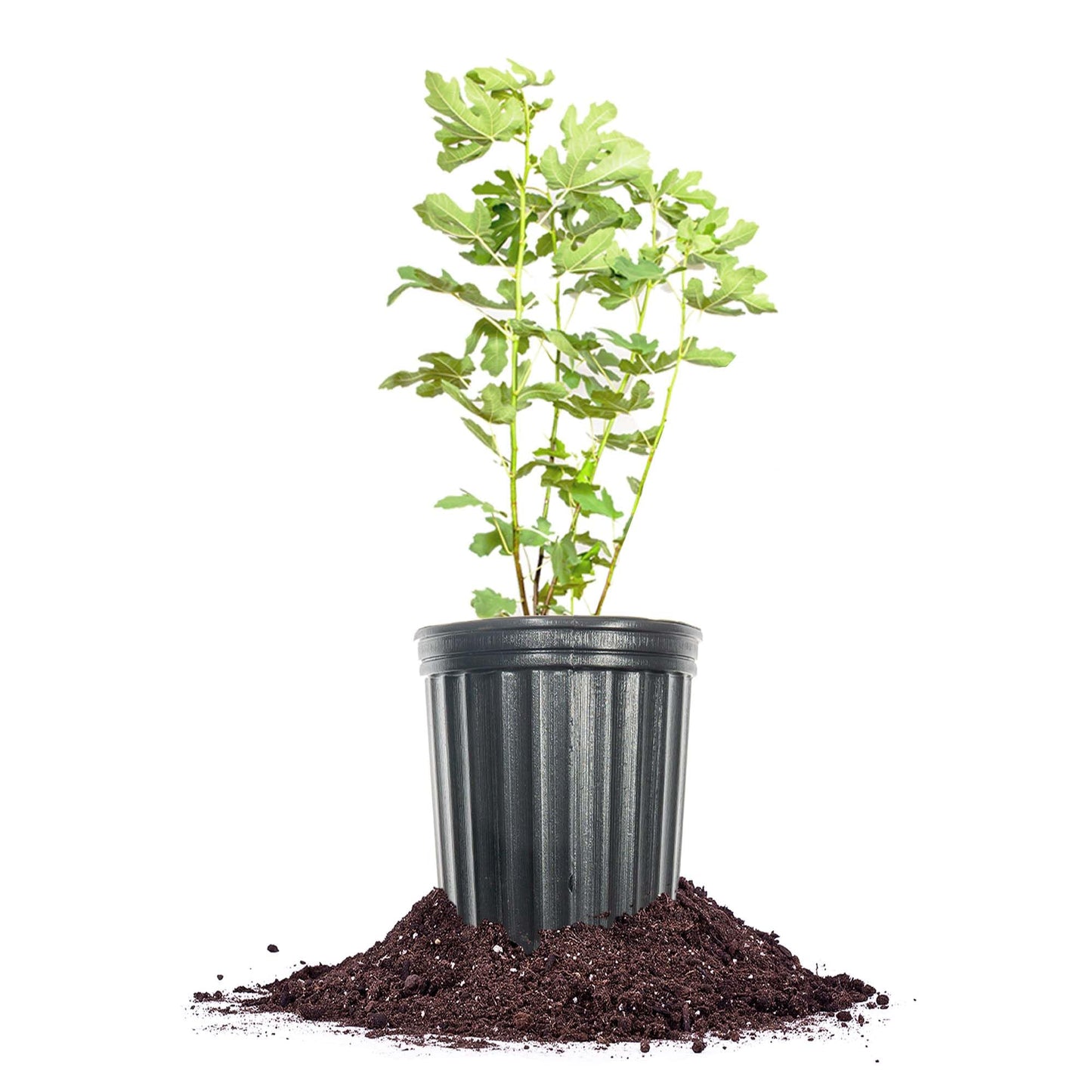 Perfect Plants Italian Honey Fig Tree in 1 Gallon Pot | Live Fruit Bearing Ficus carica | Self-Pollinating | 2 Harvests Per Year | Grows in Zones 7-10 Outdoor / 3-11 Patio