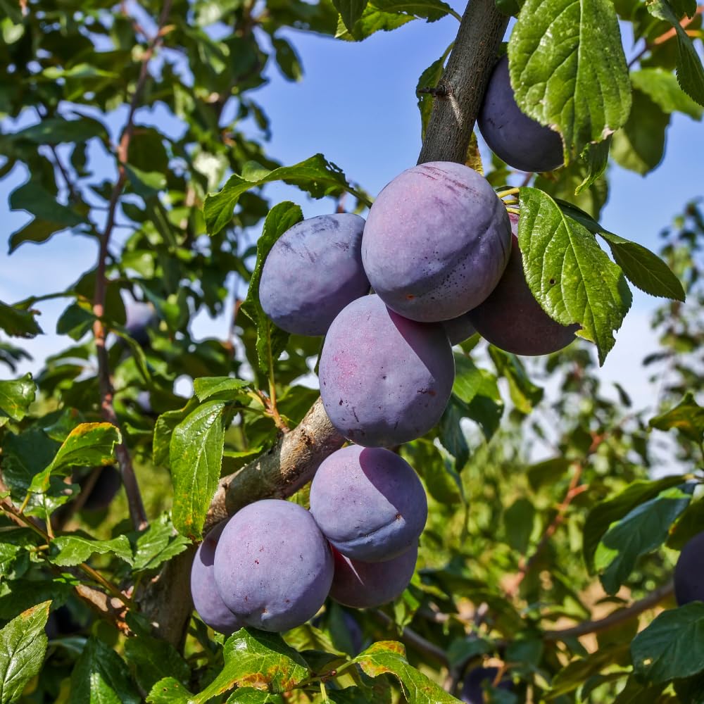 Methley Plum Trees Live Plants, Live Plum Tree in 3 Gal Pot, Large Plant from 3 Feet Tall, Sweet and Juice Fruit for Outdoor Gardening, No Ship to CA