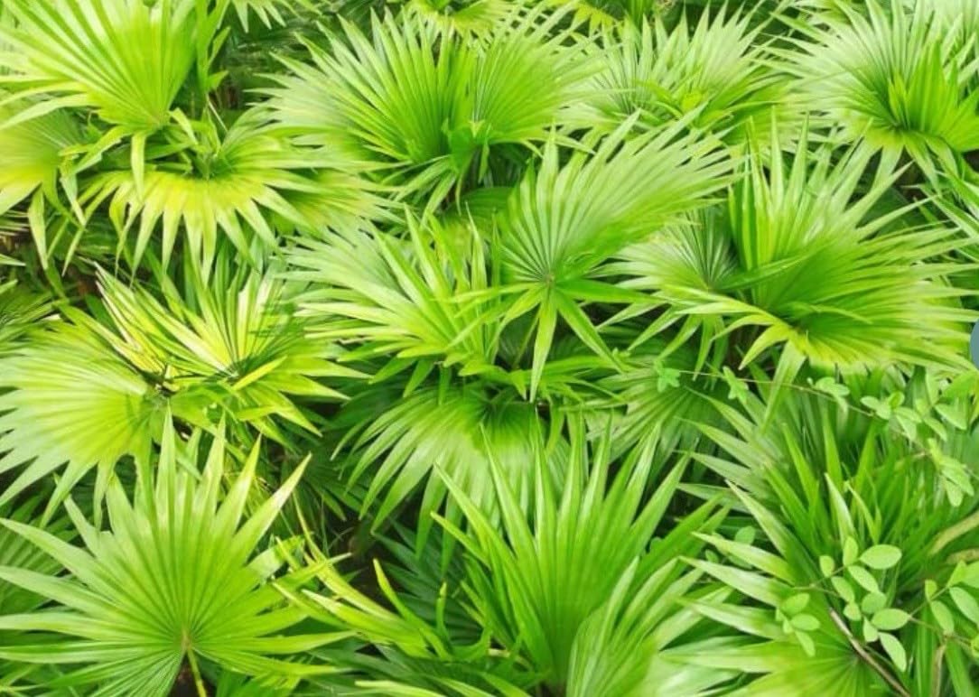Live Plant - Saw Palmetto-Serenoa Repens-Small Rooted Starter Plant-Medicinal Properties!