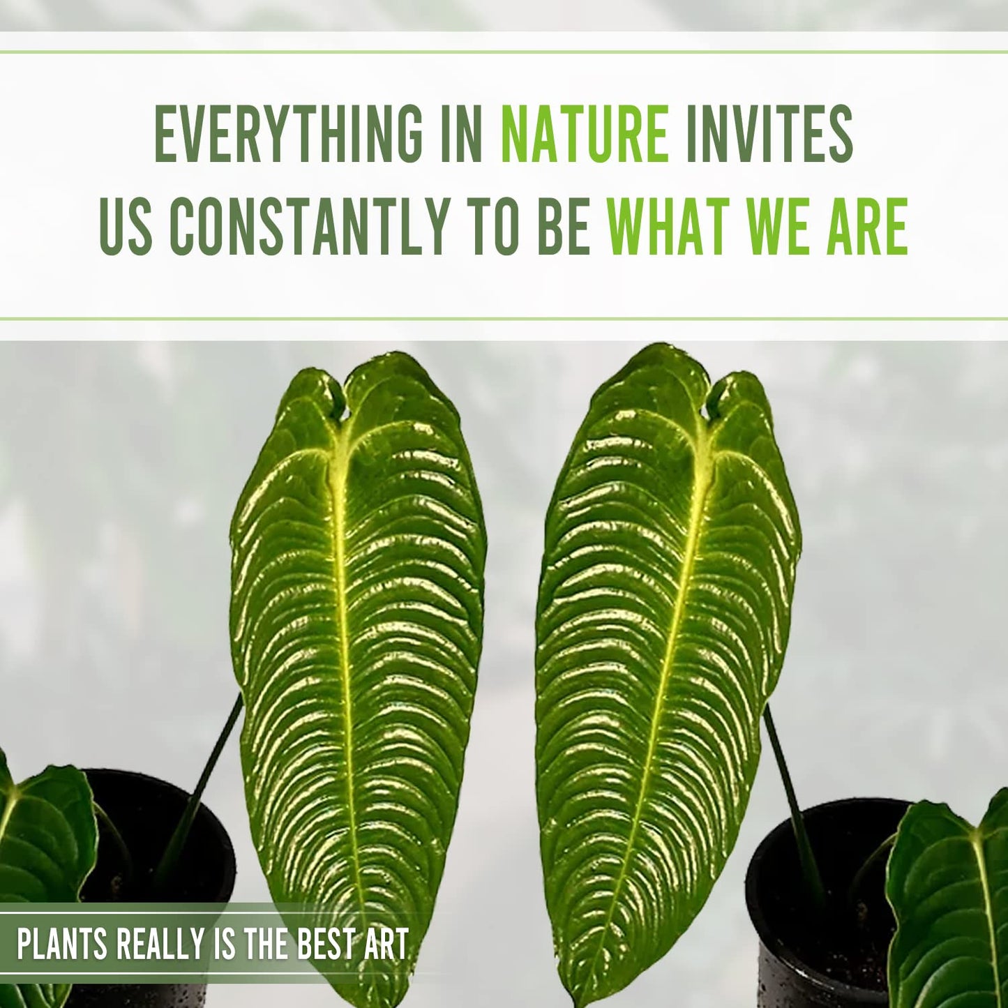 LEAL PLANTS ECUADOR Anthurium Veitchii |Green Live House Plant for Indoor| Anthuriums Live Exotic Houseplants|Anthurium Exotic Houseplants| Unique Gift for Plant Lovers